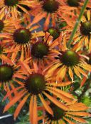 fotoğraf Bahçe çiçekleri Coneflower, Doğu Coneflower, Echinacea turuncu