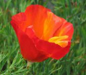zdjęcie Ogrodowe Kwiaty Pozłotka, Eschscholzia californica czerwony