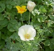 fotografie Zahradní květiny Kalifornie Mák, Eschscholzia californica bílá