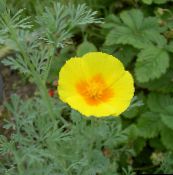 снимка Градински цветове Ешолция, Eschscholzia californica жълт
