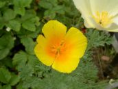 zdjęcie Ogrodowe Kwiaty Pozłotka, Eschscholzia californica pomarańczowy
