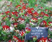 zdjęcie Ogrodowe Kwiaty Anhullis (Lady Finger), Anthyllis czerwony