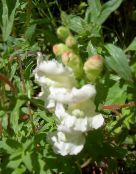 foto Flores do Jardim Snapdragon, Focinho De Fuinha, Antirrhinum branco