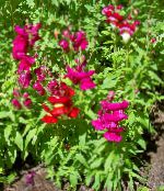 fotografie Záhradné kvety Papuľka, Lasička Je Ňufák, Antirrhinum červená