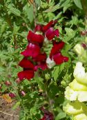 fotografija Vrtno Cvetje Snapdragon, Gobec Podlasica Je, Antirrhinum vino