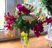 foto Aed Lilled Lõvilõuad, Nirk Oma Nina, Antirrhinum valge