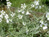 foto Flores de jardín Nieve-En-Verano, Cerastium blanco