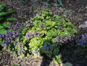 foto Vrtne Cvjetovi Lamium, Mrtva Kopriva jorgovana