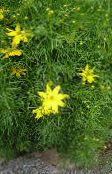 foto Flores do Jardim Tickseed, Coreopsis amarelo