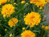 foto Have Blomster Tickseed, Coreopsis gul