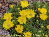 photo les fleurs du jardin Fabrique De Glace Hardy, Delosperma jaune