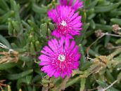 φωτογραφία Λουλούδια κήπου Ανθεκτικό Φυτό Πάγου, Delosperma ροζ