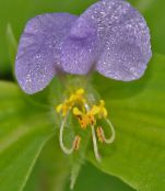 foto Flores de jardín Flor Día, Spiderwort, Viudas Lágrimas, Commelina lila