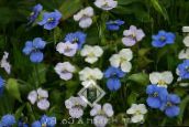zdjęcie Ogrodowe Kwiaty Commelina biały