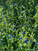 fotografie Záhradné kvety Deň Kvetina, Spiderwort, Vdovy Slzy, Commelina modrá