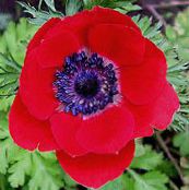 fotografie Záhradné kvety Koruna Windfower, Grécky Sasanka, Mak Sasanka, Anemone coronaria červená