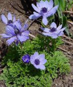 foto Flores do Jardim Coroa Windfower, Windflower Grecian, Anêmona Da Papoila, Anemone coronaria luz azul