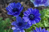 foto Flores do Jardim Coroa Windfower, Windflower Grecian, Anêmona Da Papoila, Anemone coronaria azul