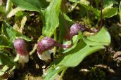 фото Садовые цветы Аризарум (Мышиные хвостики), Arisarum proboscideum бордовый