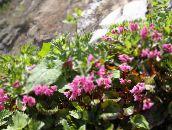 φωτογραφία Λουλούδια κήπου Schizocodon Soldanelloides ροζ