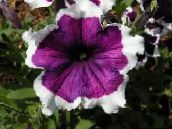 foto Trädgårdsblommor Petunia Fortunia, Petunia x hybrida Fortunia violett