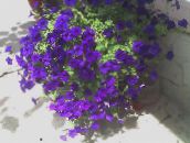 фото Садовые цветы Фортуния (гибрид Петунии), Petunia x hybrida Fortunia синий