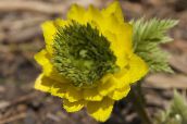 zdjęcie Ogrodowe Kwiaty Adonis, Adonis amurensis żółty