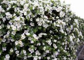 foto Flores de jardín Bacopa (Sutera) blanco