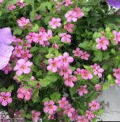 фото Садовые цветы Бакопа (Сутера), Sutera розовый