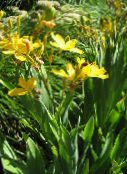 foto Gartenblumen Brombeere Lilie, Lilie Leoparden, Belamcanda chinensis gelb