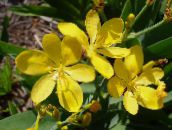 foto I fiori da giardino Giglio Mora, Leopardo Giglio, Belamcanda chinensis giallo