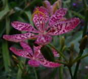 foto Flores de jardín Lily Blackberry, Lirio De Leopardo, Belamcanda chinensis lila