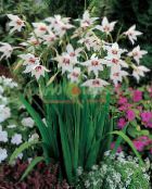 Abessinske Gladiolus, Påfugl Orkidé, Duftende Gladiolus, Sværd Lilje