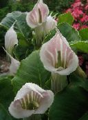 foto Gartenblumen Gestreiften Kobra-Lilie, Chinesisch Jack-In-The-Kanzel, Arisaema rosa