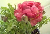 růžový Ranunculus, Perština Pryskyřník, Turban Pryskyřník, Perština Crowfoot