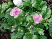 lila Ranunculus, Perzische Boterbloem, Tulband Boterbloem, Perzisch Ranonkel