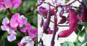 розовый Долихос обыкновенный (гиацинтовые бобы)