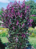 photo les fleurs du jardin Rubis Lueur Lablab, Dolichos lablab, Lablab purpureus lilas