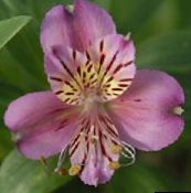 photo les fleurs du jardin Alstroemeria, Lis Péruvien, Lis Des Incas lilas