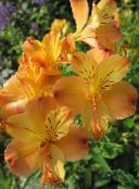 fotoğraf Bahçe çiçekleri Sarı Aster Çiçeği, Zambak Perulu, İnkalar Zambak, Alstroemeria turuncu