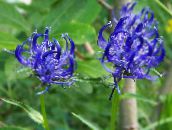 foto Gartenblumen Gehörnten Rampion, Phyteuma blau