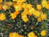foto Have Blomster Is Plante, Mesembryanthemum crystallinum appelsin