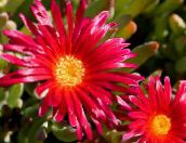 foto Flores do Jardim Fábrica De Gelo, Mesembryanthemum crystallinum vermelho