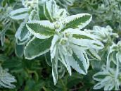 fénykép Kerti Virágok Hó-On-The-Hegy, Euphorbia marginata fehér