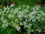 foto I fiori da giardino Neve-Su-Il-Montagna, Euphorbia marginata bianco