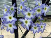foto Flores do Jardim Glória Do Sol, Leucocoryne luz azul