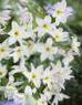 fotografija Vrtno Cvetje Veličastvo Sonca, Leucocoryne bela
