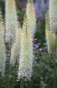 снимка Градински цветове Лисича Опашка Лилия, Пустинен Свещ, Eremurus бял