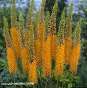 φωτογραφία Λουλούδια κήπου Foxtail Κρίνος, Κερί Έρημο, Eremurus πορτοκάλι