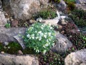 foto I fiori da giardino Roccia Crescione, Arabis bianco
